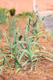 When is the best time to plant a salsa garden. How To Grow A Salsa Garden The Kitchen Garten