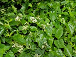 Image result for Mikania cordata