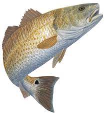 Redfish Decal Red Hot In 2021 Red Fish Fish Fishing Decals