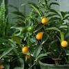 See more ideas about kumquat tree, kumquat, tree. 1