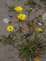 Image result for Bothriocline quercifolia