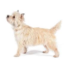 Image result for cairn teriér