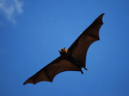 It is a species of megabat, endemic to the philippines. Giant Golden Crowned Flying Fox Bat Facts And Information