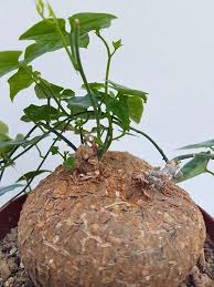 Image result for Cyclantheropsis parviflora