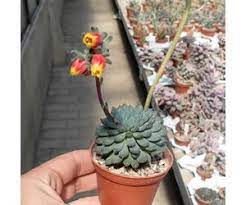 One of the most useful echeveria in a garden since it will spread to fill an area quickly. Echeveria Rundelli Cv Blue Miracle Uhlig Kakteen More Than 5 000 Different Species