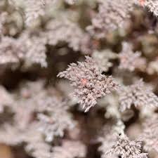 Image result for Polycarpaea