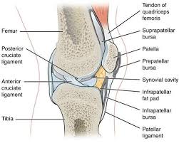Ursachen für knieschmerzen beim laufen. Hilfe Bei Knieschmerzen Ursache Und Behandlung Von Knieschmerzen Schmerztherapie Ohne Medikamente Bomedus