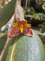 Image result for Ophrypetalum odoratum