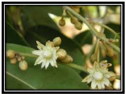 Image result for Mimusops elengi