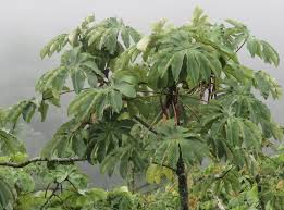 Image result for Cecropia