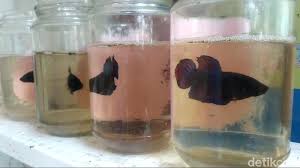 Ikan cupang jenis ini merupakan jenis ikan cupang yang terjual dengan harga fantastis termahal di dunia, yaitu terjual dengan harga rp20.000.000 yang namun untuk faktor warnanya, ikan cupang satu ini memiliki warna yang lebih beragam dan sangat cantik, tidak seperti ikan cupang plakat. Bisnis Ikan Cupang Raup Omzet Jutaan Sehari