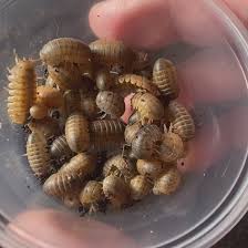 Image result for Disa brevicornis