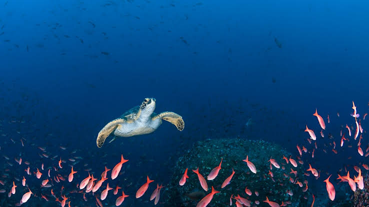 Blue Planet III is officially coming in 2026, and Sir David Attenborough  will once again narrate the BBC's legendary journey through Earth's oceans.  The six-part series has been filmed over four year