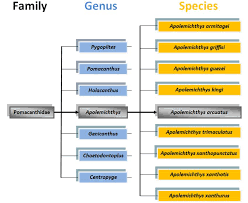 Classification