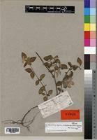 Image result for Heterotis decumbens