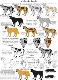 Dog Colors Guide Merle Dog Infographic Australian Shepherd Dog Facts