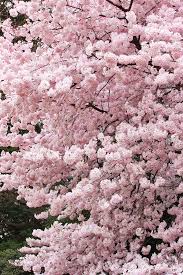 The Cherry Trees Are Seas Of Bloom And Soft Perfume And Sweet Perfume Alfred Noyes Sakura Cherry Blossom Blossom Trees Flowering Trees