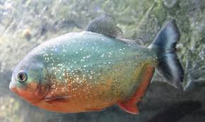 Sila hubungi, 014 526 0639 pn miey ahmad @ sdr j kelah atau email tanya@ikankelah.com. Pin On Ikan Akuarium
