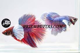 1 wildriver1084, 1 splendid betta, 1 zane austin, 2 ke ke, 1 swincess, 1 yara_d, 1 roszetto, 1 🍄savanna🍄. Prism Bettas Aquatic Pet Store Dekalb Illinois 2 118 Photos Facebook