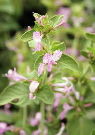 Image result for Hypoestes aristata