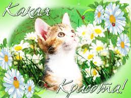 Какая красота! - открытка с надписями анимационная гиф картинка №1363