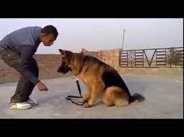 Maybe you would like to learn more about one of these? My Fully Trained German Shepherd Pakistan Youtube