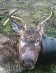 Michigan Buck Grows Unusual Big Nose
