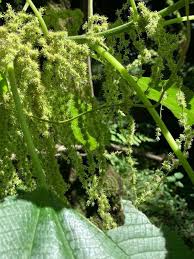 Image result for Boehmeria macrophylla
