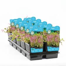 Image result for Rotala tenella