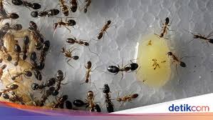 Kisah nabi sulaiman dan para semut tersebut diceritakan secara singkat di dalam al quran. Dapat Berbicara Dengan Binatang Adalah Mukjizat Nabi Sulaiman Ini Kisahnya