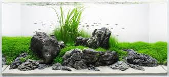 Aquascaping Rocks Planted Aquarium Hardscape Essentials Part 2 Aquascaping Love In 2020 Aquascape Design Nature Aquarium Planted Aquarium