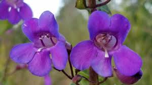 Image result for Eleocharis brainii