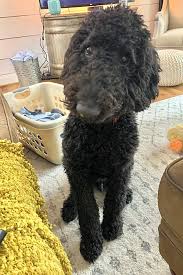 Poetry poodles is an exhibitor of standard poodles with champion pedigrees. Looking To Adopt A Pet Here Are 6 Perfect Pups To Adopt Now In Houston