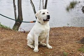 White Labrador Puppies For Sale For Sale In Tuscaloosa Alabama Classified Americanlisted Com