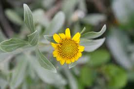 Image result for Ochthocharis