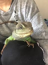 ç¾Žå'² Auf Twitter ã‚°ãƒªãƒ¼ãƒ³ã‚¤ã‚°ã‚¢ãƒŠã§ã™ã‹ å¯æ„›ã„ çˆ¬è™«é¡žå¤§å¥½ãã ã'ã© é£¼ãˆãªã„ å®¶æ—çš†ãŒè‹¦æ‰‹ã§