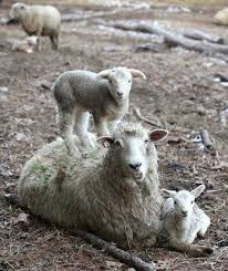 Awe Or Should I Say Ewe Lol Evcil Hayvanlar Yavru Kopek Hayvan