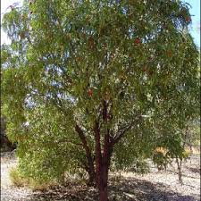 Image result for Santalaceae