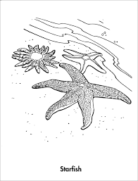 Check spelling or type a new query. Realistic Starfish Coloring Pages Coloringbay