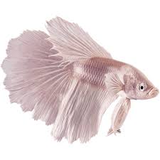 Male White Opal Bettas For Sale Order Online Petco