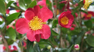 It is an evergreen shrub growing to 5 m tall. Winter Camellia Sasanqua Camellia The Garden Website Com