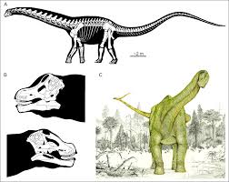 Titanosaurs were a diverse group of sauropod dinosaurs, including genera from africa, asia, south america, north america, europe, australia and antarctica. What Do Giant Titanosaur Dinosaurs And Modern Australasian Megapodes Have In Common Peerj