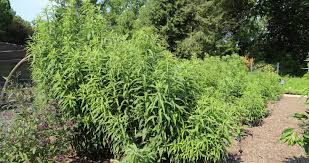 Image result for Vernonia zanzibarensis