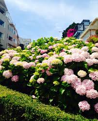 Hydrangeas On Lombard Street Hydrangea Plants Lombard Street