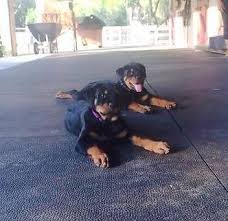 Rottweiler puppy for sale 3 months old akc registered born december 8th 2020 comes from championship line perrito rottweiler en venta , tiene 3. German Rottweiler Puppies Pets And Animals For Sale Florida