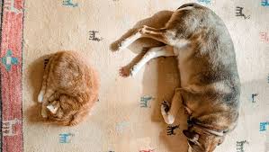 Warum nicht auch flecken auf den teppich? Teppich Reinigen Mit Hausmitteln Zum Sauberen Teppichboden Bunte De