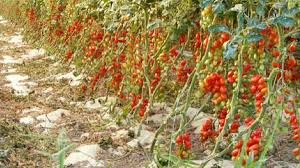 Image result for tomato Datterino