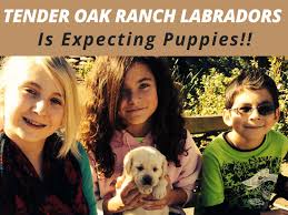 Dave & amy granillo live in southern california. White Labrador Breeders In Southern California By Tenderoaklabradors Issuu