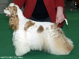 Image result for americký kokršpaněl