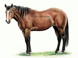 Pretty cartoon horse or pony drawing for beginners.★easy, simple follow along draw. Tutorial To Teach You How To Draw A Realistic Horse In Colored Pencil